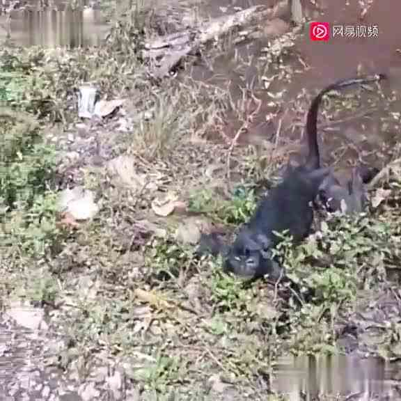 绝对舒服的视频