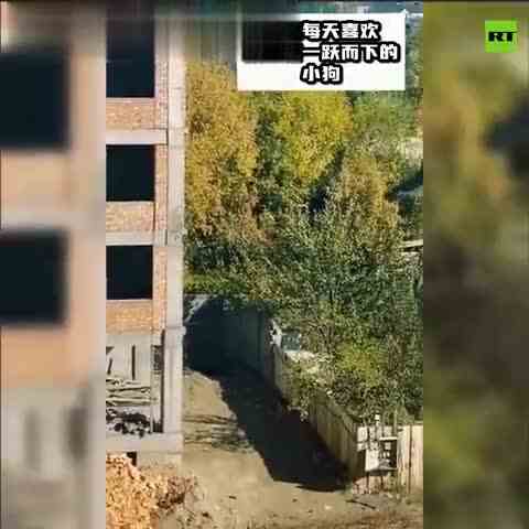 RT视界：小狗“飞”一般的下楼方式