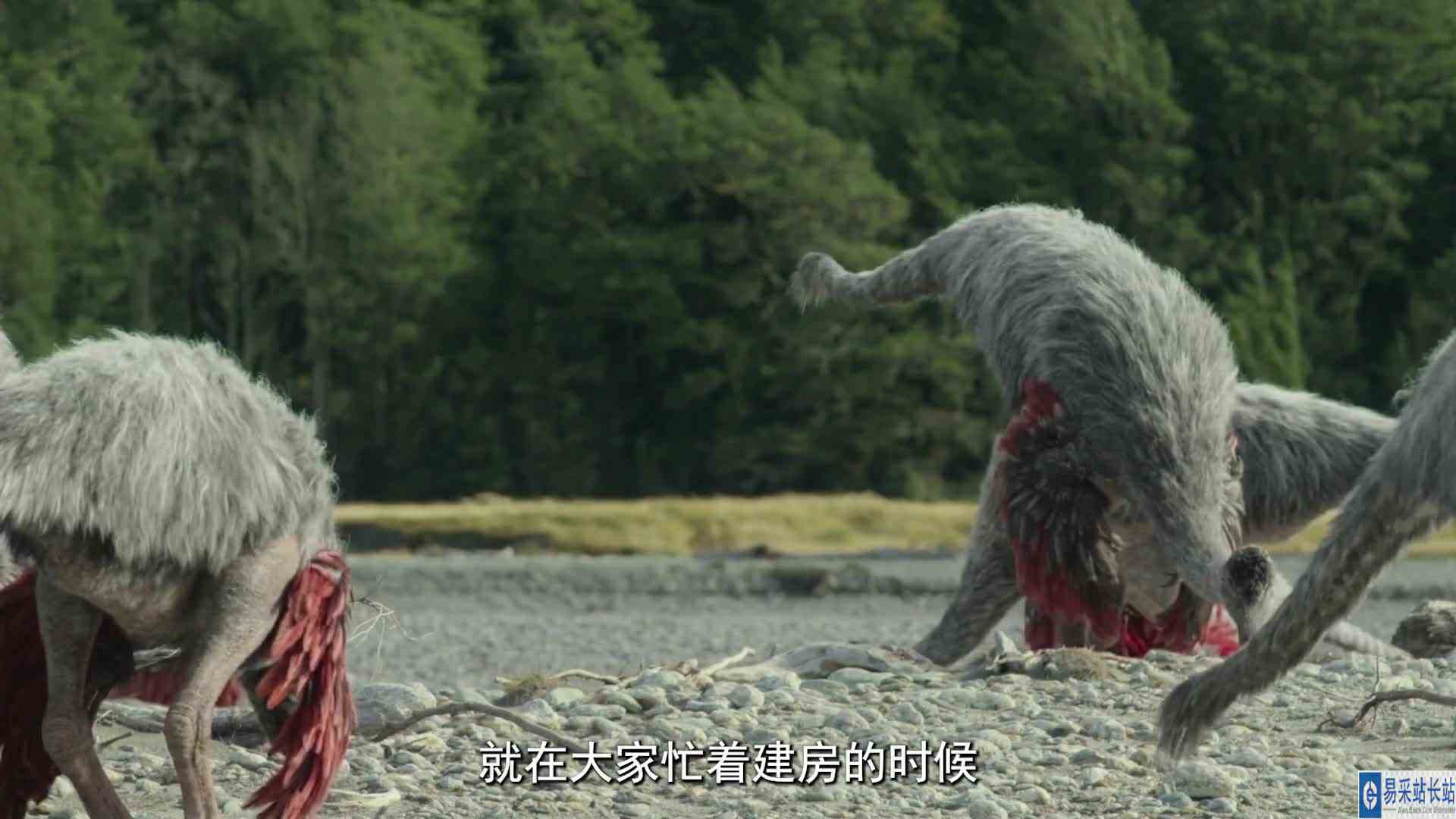 似鸟龙的奇葩操作的迷惑行为 #恐龙 解说