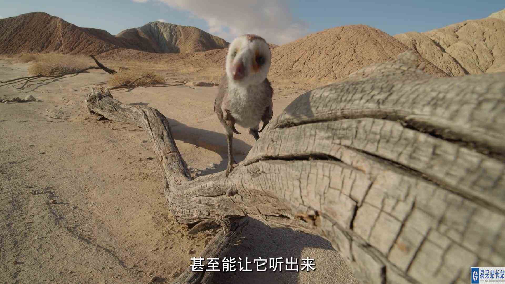 萌萌的单爪龙的迷惑行为 解说 #恐龙