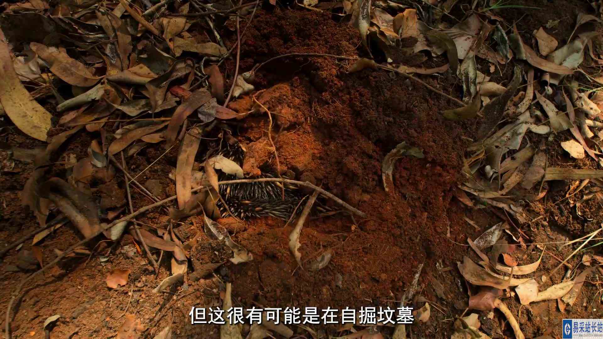 生命是脆弱的，但同时又是顽强的的迷惑行为 解说