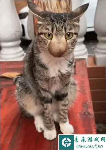 请问平胸也能用吗 动图 我懂大家为什么喜欢瑜伽裤了