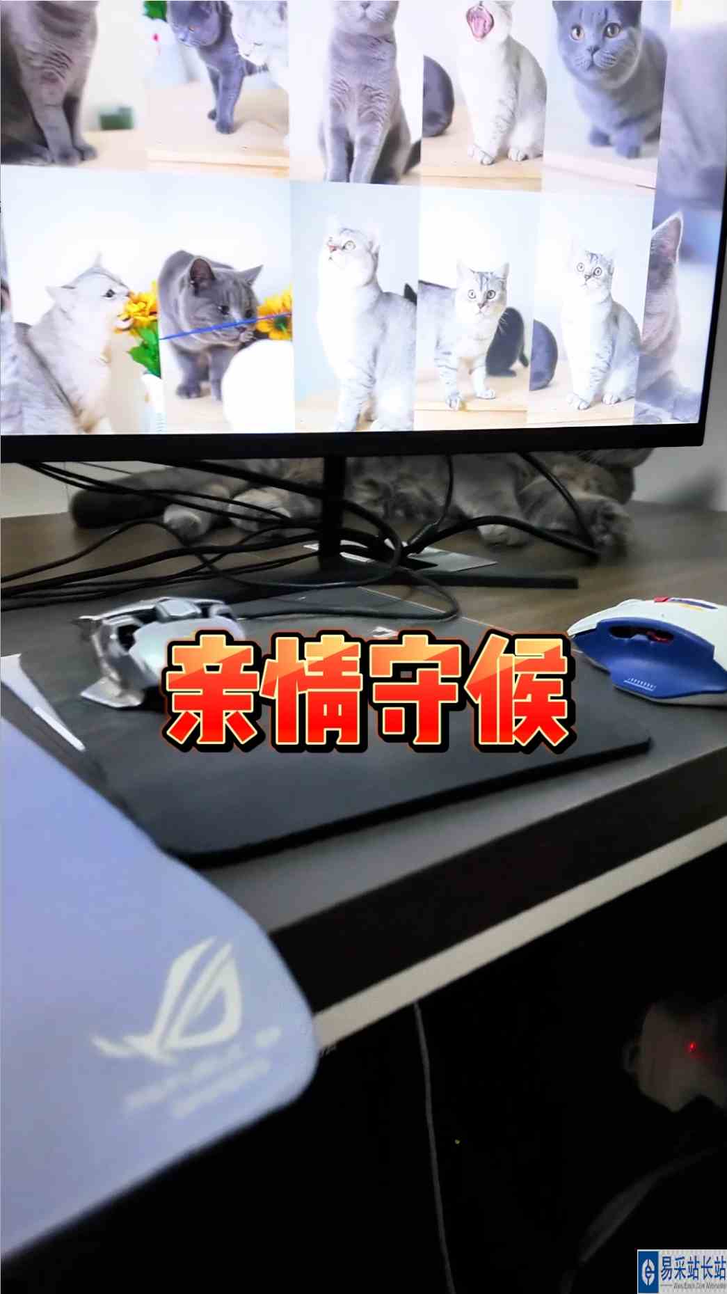 我去哪个屋子，它就追着我去哪个屋子