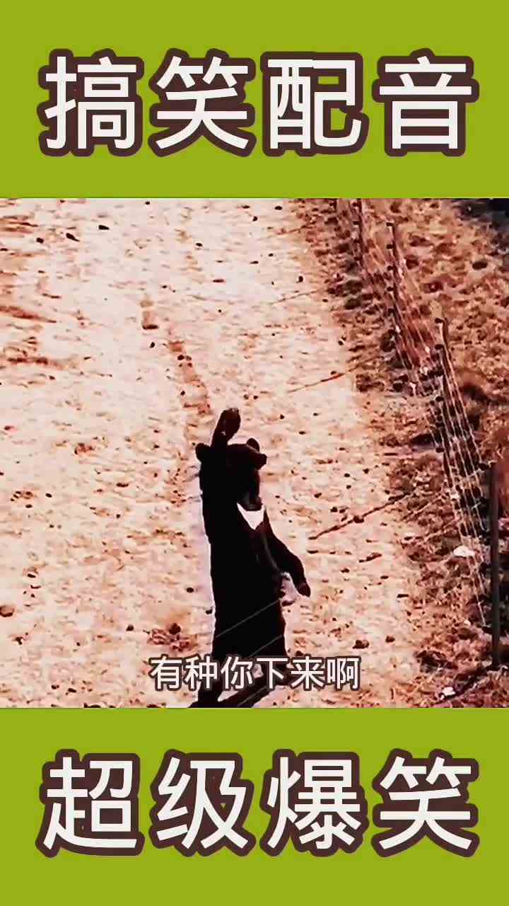 上面光头你给我下来，dok