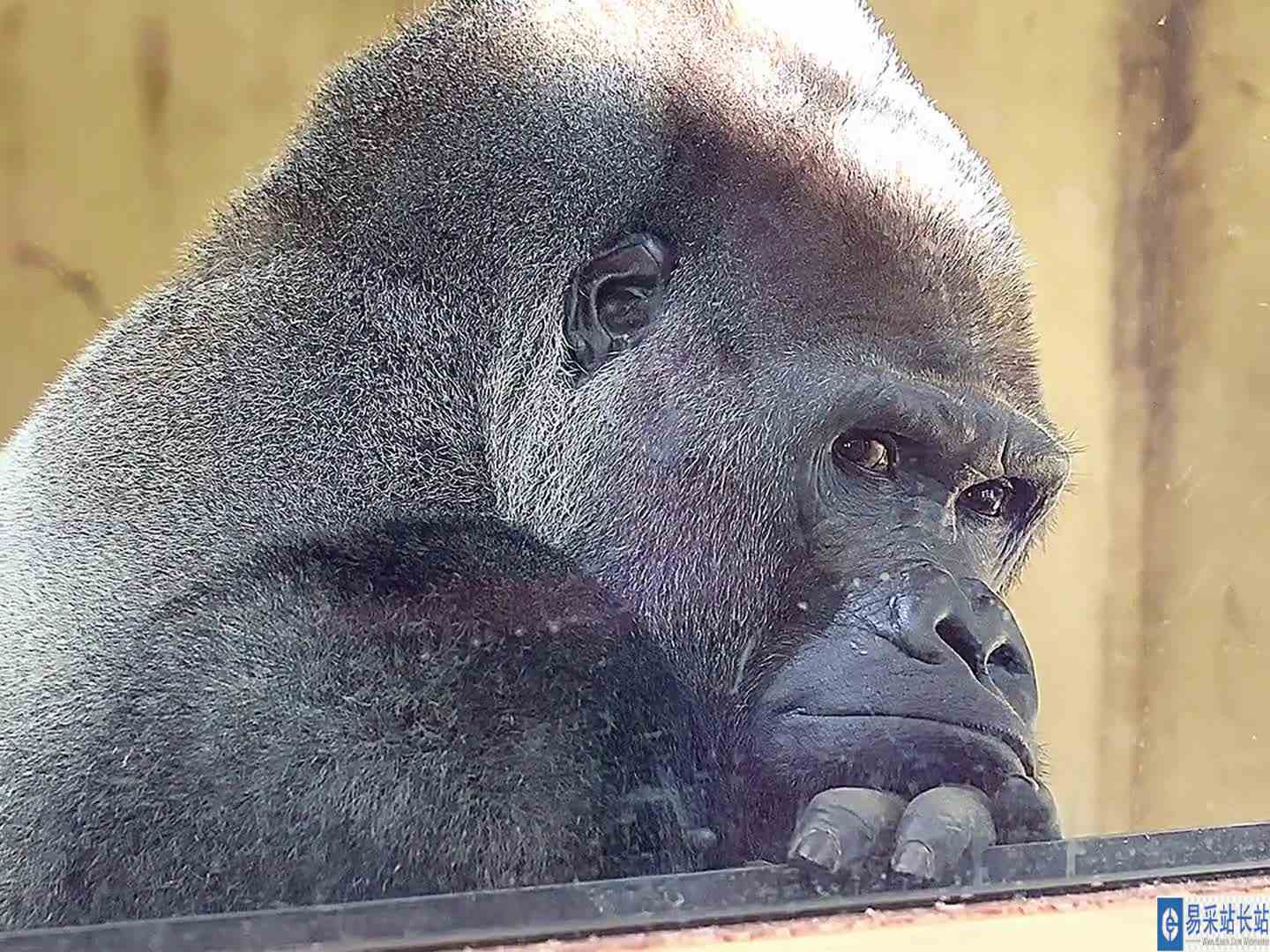 为什么不找我玩