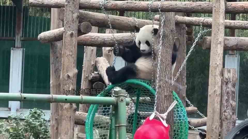 萌兰视频，求个标题！