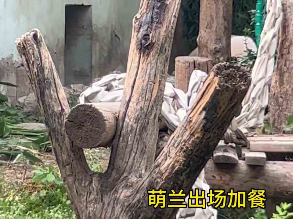 萌兰向我们走来—11.2萌兰日常集锦