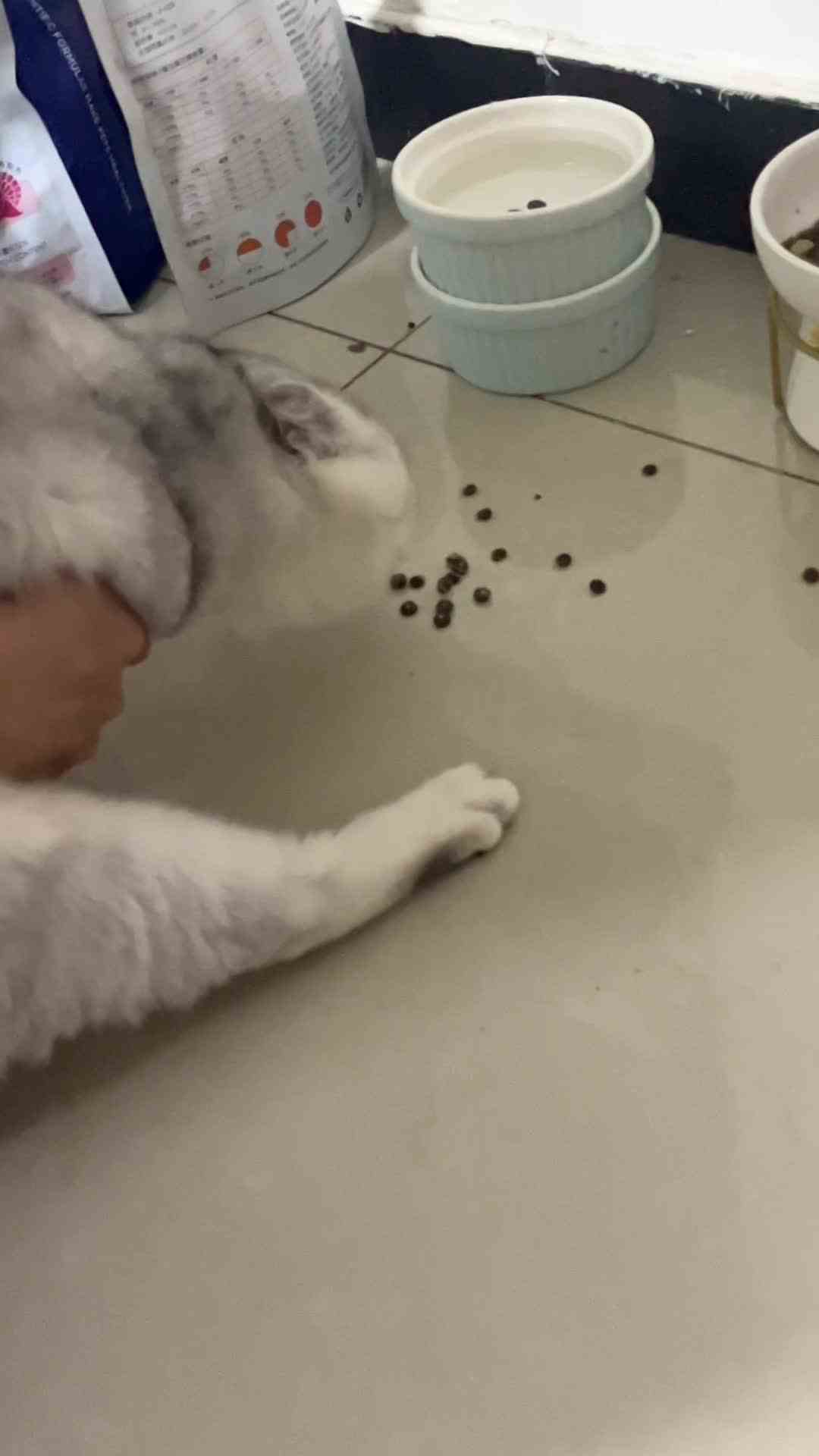  #秋冬生活快乐源泉 不听话的小猫咪正在被训话！倔强死了！ #年终大富翁 【游戏】