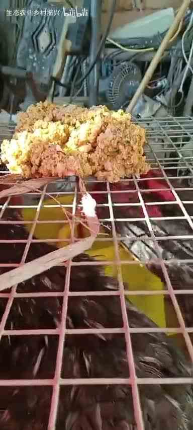 大眼睛鸡吃饭
