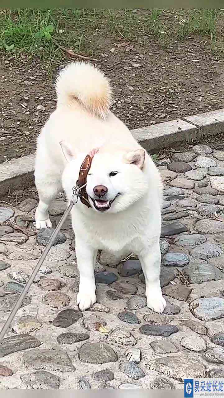 我翻译的对不对？5ok