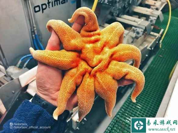 海星的丰满肥臀也太犯规了！30个令人惊叹的深海生物