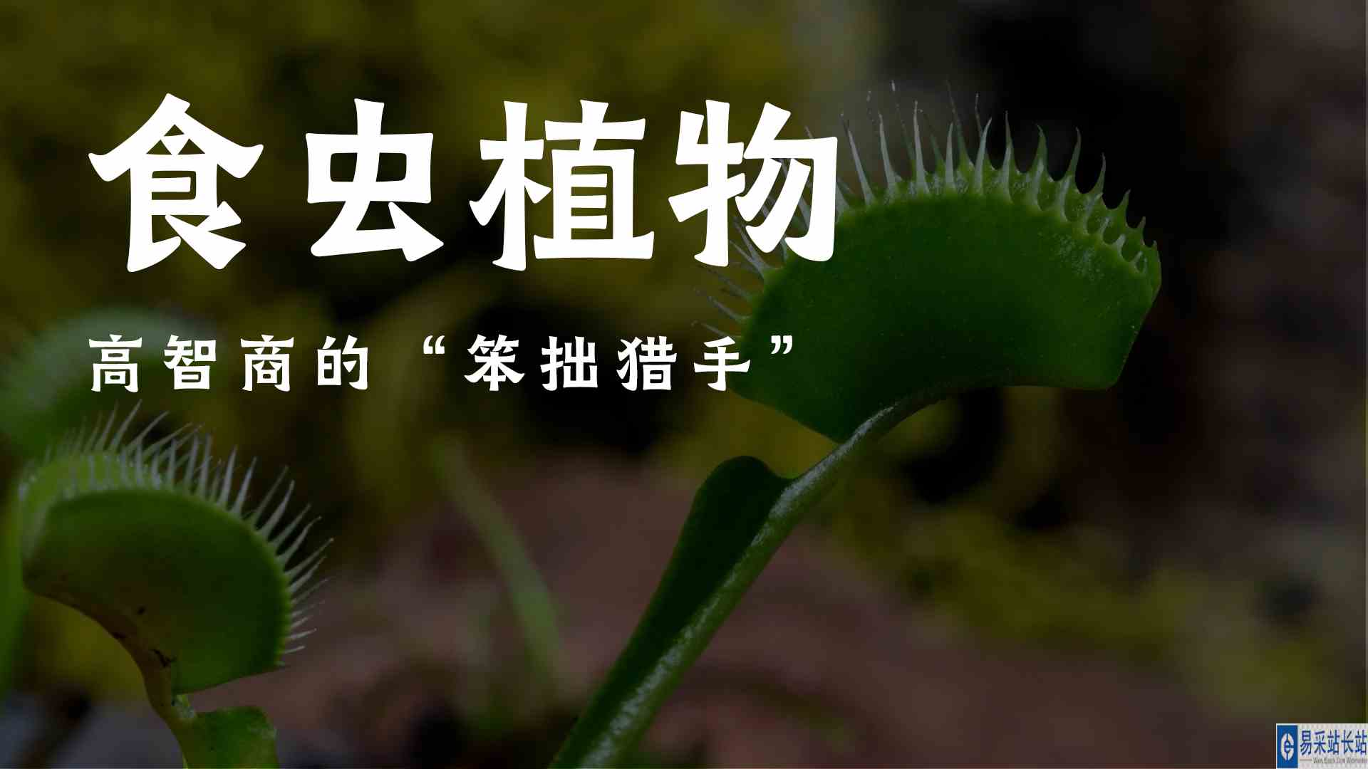 食虫植物:高智商的“笨拙猎手”