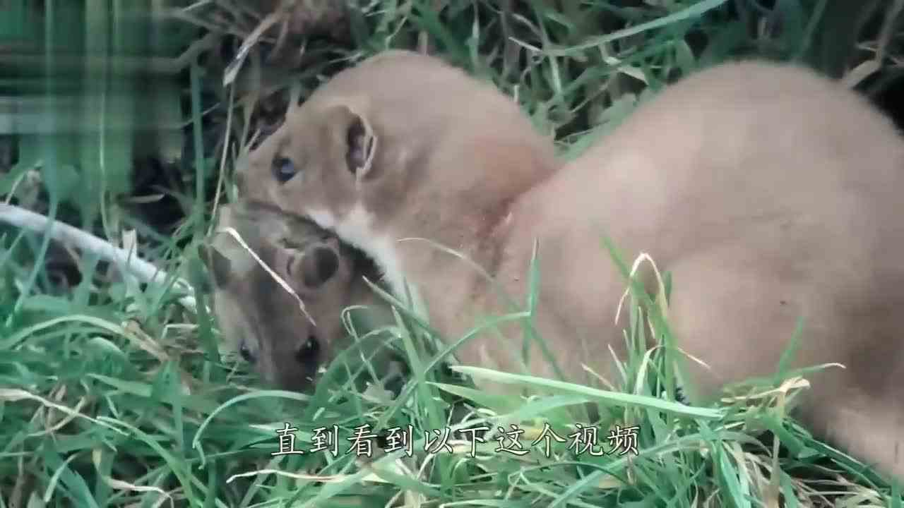 不愧是黄大仙的亲戚，把大师兄收拾的服服帖帖的