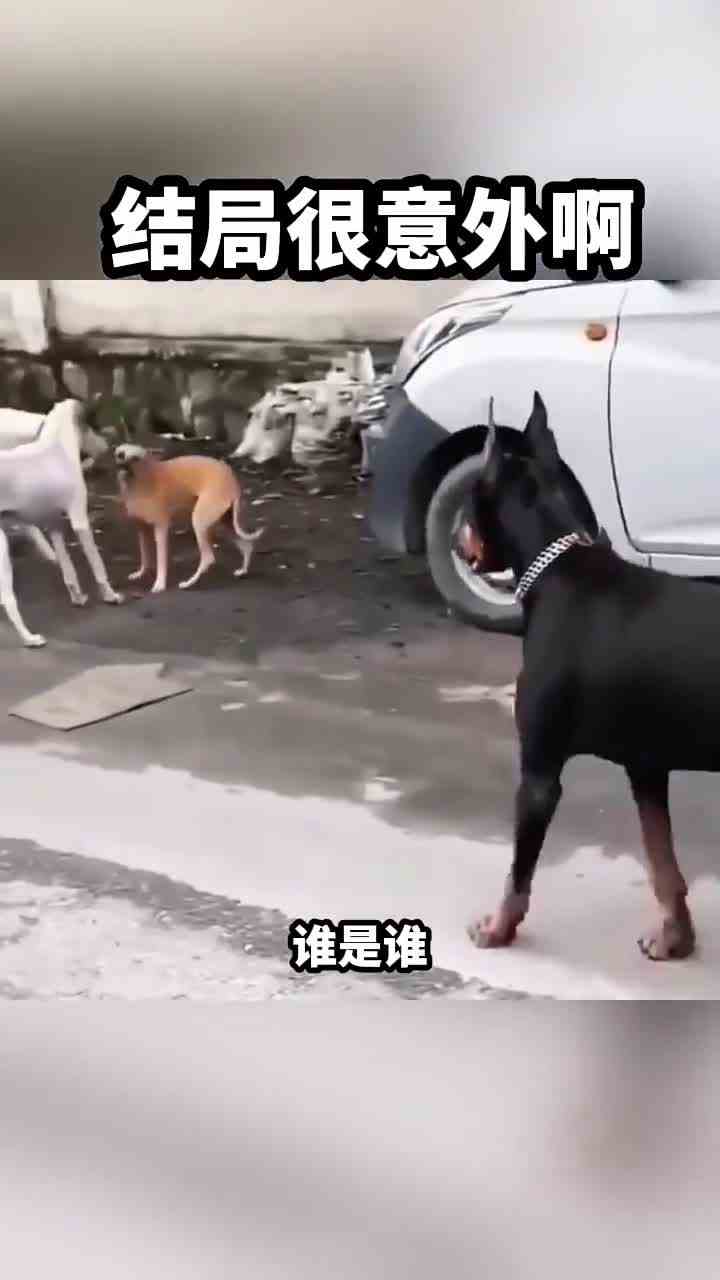 这次玩大了，就这结局你肯定猜不出来