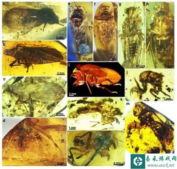 研究发现：1亿年前的知了虽然普遍具有鼓膜 却不会叫