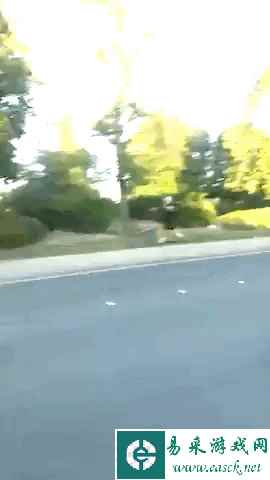 见过遛狗的第一次见到遛鸟的 动图 想歪的都去面壁！