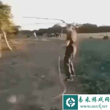 小狗用屁屁蹭主人的头 动图 玩台球不幸被精准打鸡