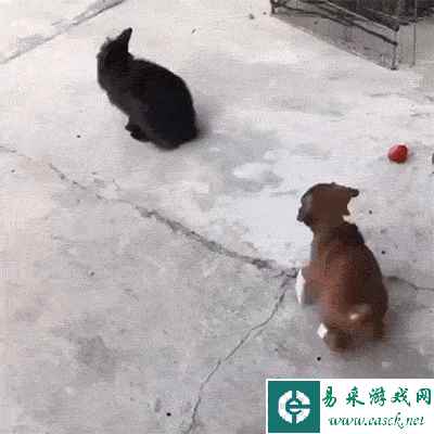 心软就会被骗 动图 本来只是想贴贴，结果命都没了