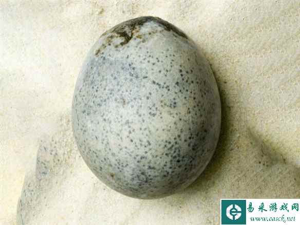 英国出土1700年前鸡蛋：仍然存在蛋液 但臭气熏天！