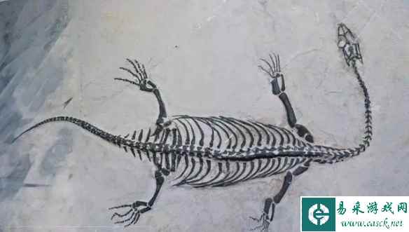 龙年见"龙"！贵州发现距今约2.4亿年的完整恐龙化石