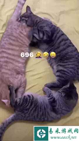 你怎么有我老婆视频 动图 领导怎么还没叫停这个项目