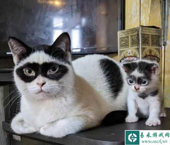 姜老师永远都只做自己 囧图 帕鲁永不为奴除非包吃住