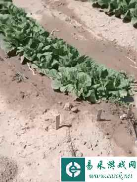 野生的秋裤飞走了 动图 这个就是我害怕蜘蛛的原因