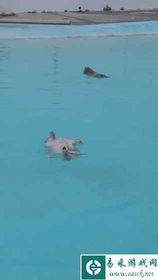 日本洛丽塔摔跤比赛太激情了 动图 你的Wife可真大啊