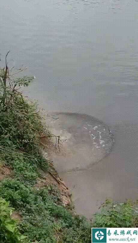 看来是歌声的杀伤力太强了 动图 牛奶是真的没绷住