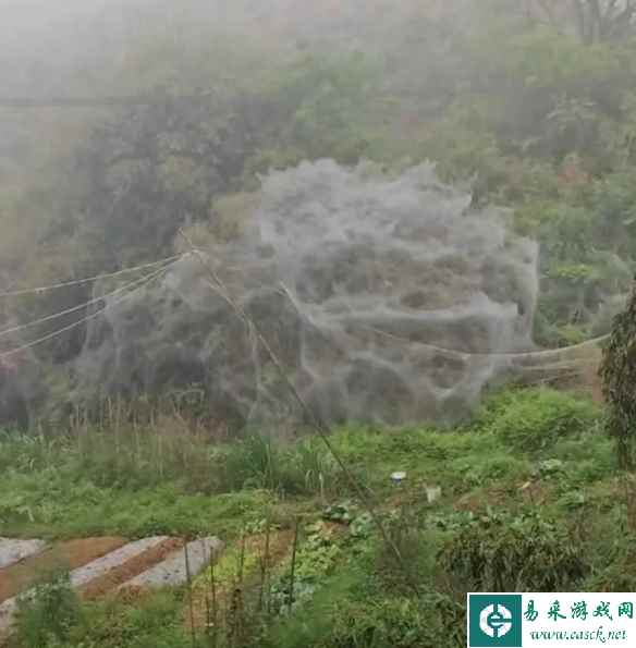 福建某地一夜间出现巨幅蜘蛛网 网友：现实版盘丝洞？