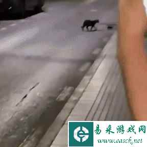 他竟然成功驯服了野生摩托车 动图 屁股生烟法力无边