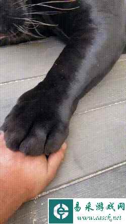 索尼不找你做广告真可惜 动图 《四驱兄弟》拍保守了