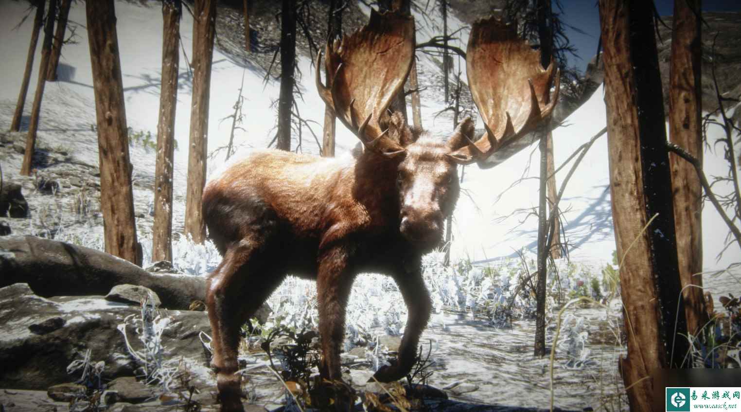《荒野大镖客2》游戏狩猎西部驼鹿注意事项