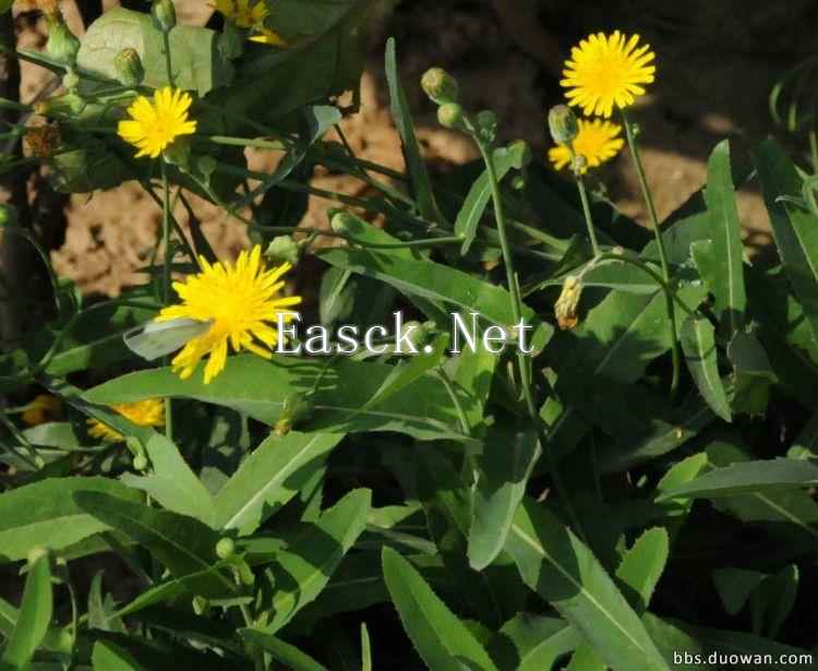 苣荬菜花.jpg 苣荬菜花.jpg