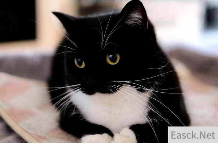 网红猫可发出宝可梦电子声 动物专家表示90%成功率可与猫对话