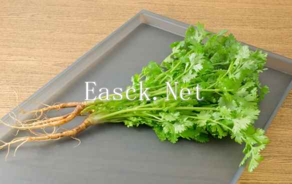 “世界讨厌香菜日”来了！全球约有15%的人不吃香菜