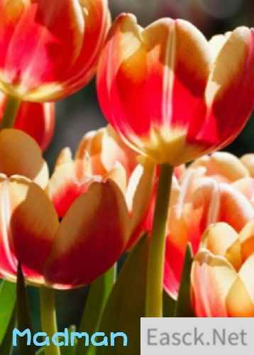 360 全景视频游戏有哪些好玩 下载量高的360 全景视频游戏排行