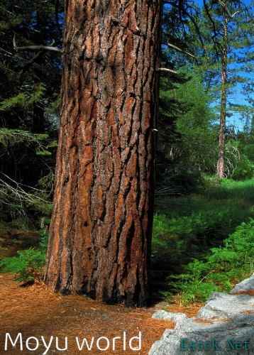 动作即时战略游戏哪些值得玩 2024动作即时战略游戏排行榜