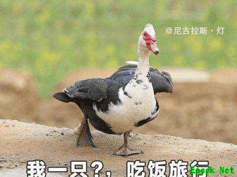 向往的生活 百闻牌里妖怪们的轻生活之味