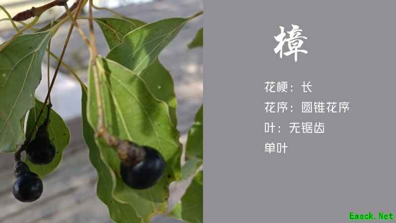 老农种树春季活动妙手拍花