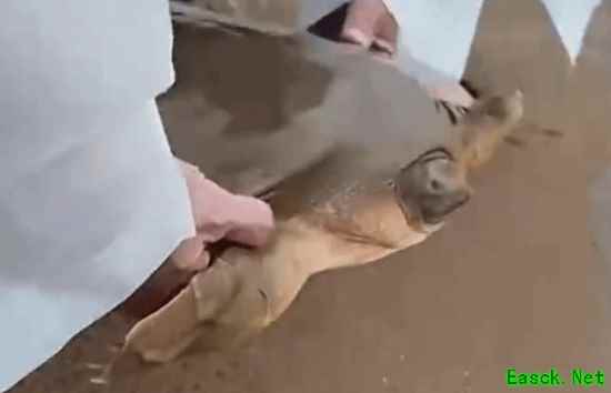 《西游记》通天河神兽现身潮州 该物种已生存1.75亿