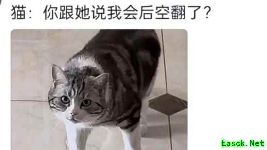 火热售卖中《恋爱吗？我家猫会后空翻》折上折低至￥29.51