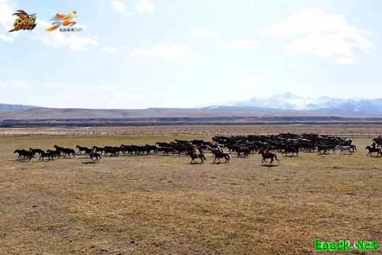 踏梦丝路，神骏入境！《魔域》马年幻兽携手张掖文旅跨界对话