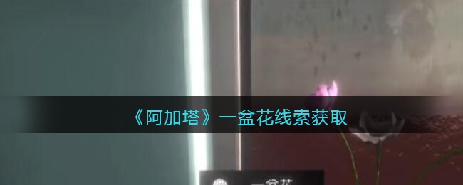 《孙美琪疑案：阿加塔》五级线索——一盆花