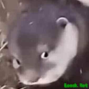 战舰联盟：列克星敦强势崛起