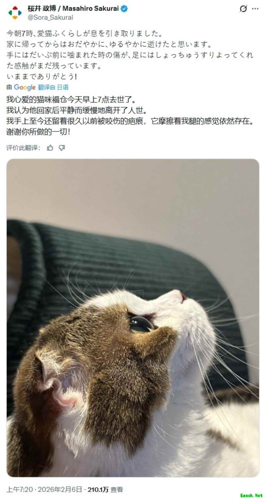 樱井政博沉痛宣布爱猫福良诗离世，十六年温情陪伴牵动全球玩家心弦