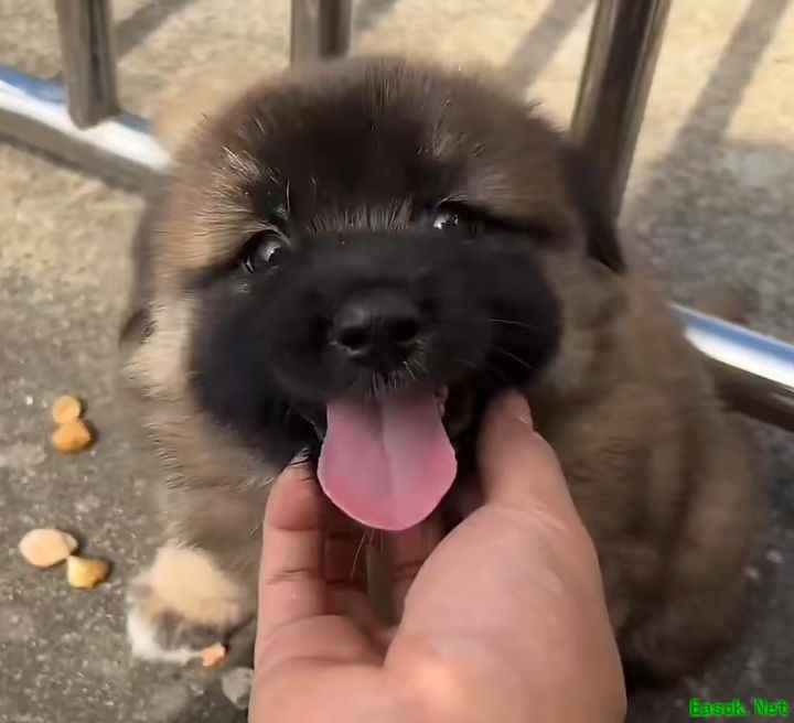 这就是江湖：赤兔宝箱开箱策略分享