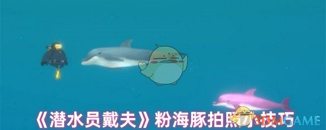 《潜水员戴夫》粉海豚拍照小技巧