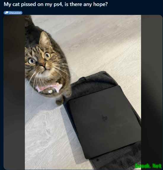 猫咪在PS4上尿了！网友崩溃求助：还有救吗？