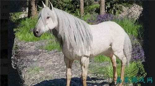 红色沙漠传说中的动物介绍一览 红色沙漠传说中的动物全指南